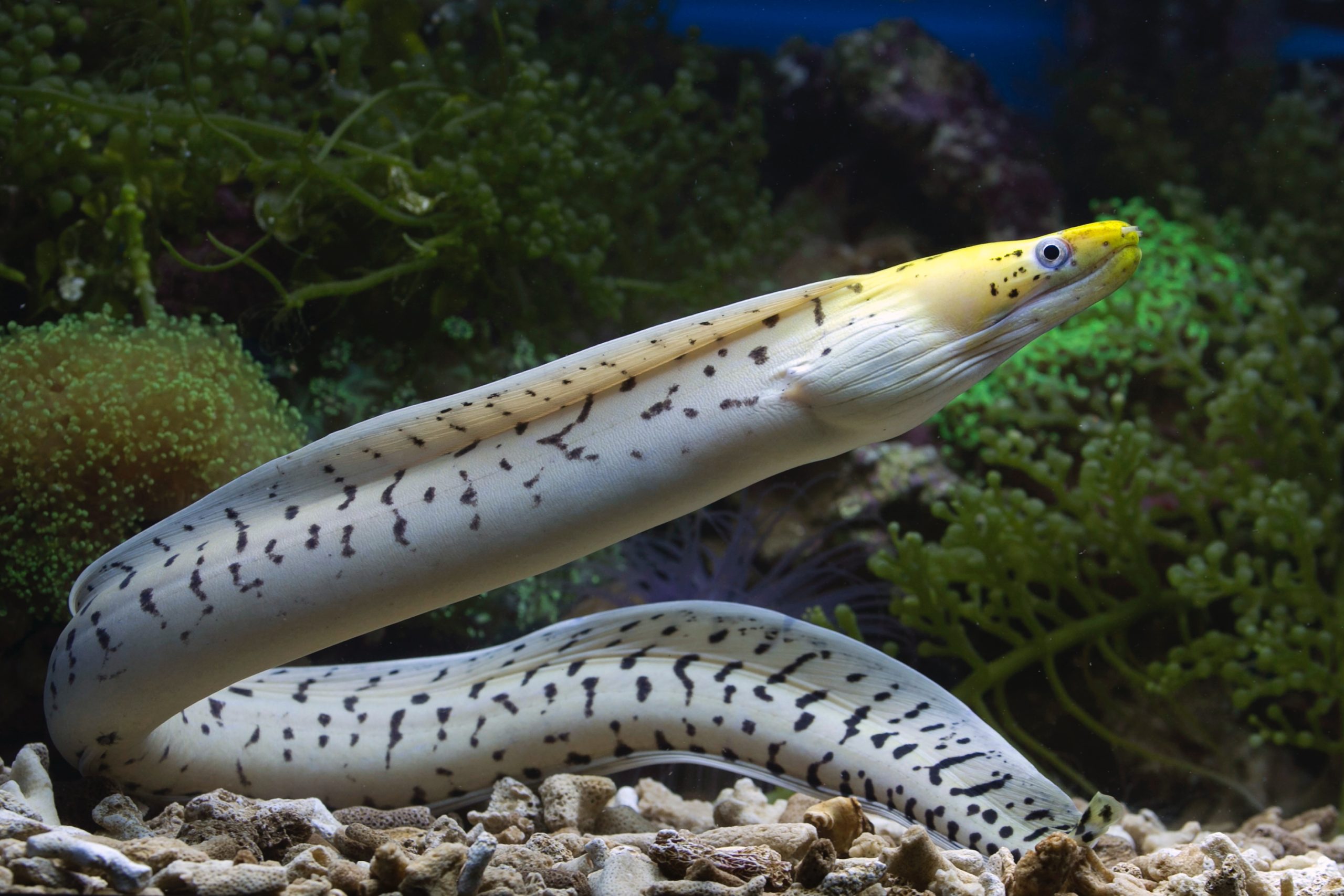 A living eel underwater.