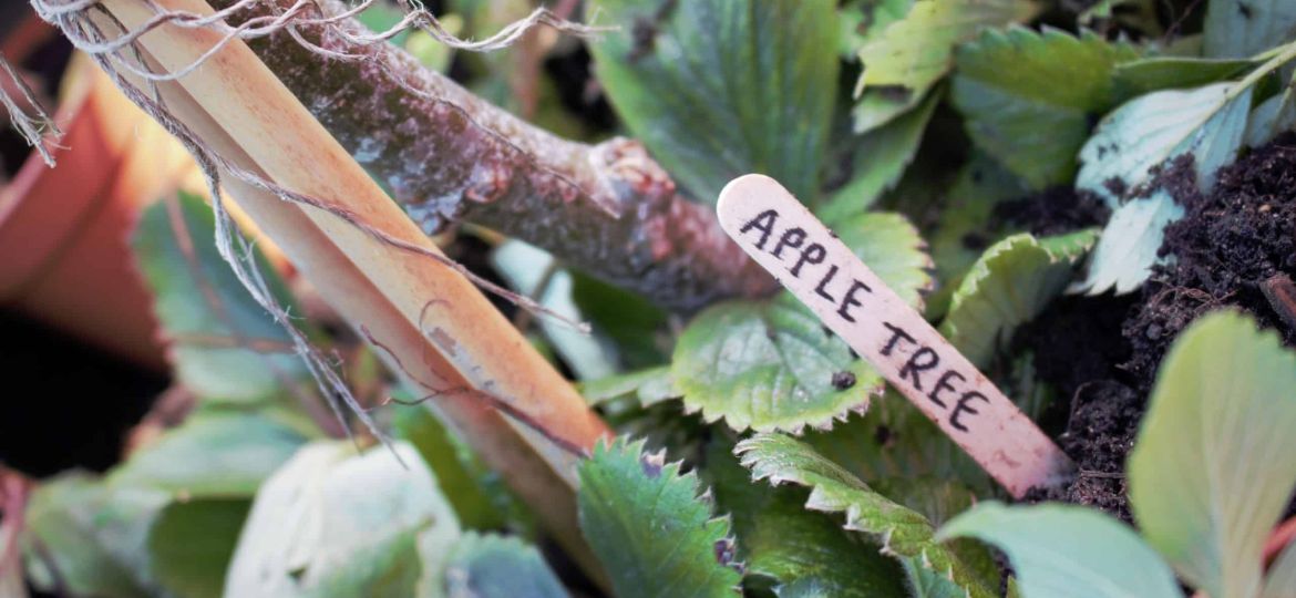 Rooftop Garden Apple Tree
