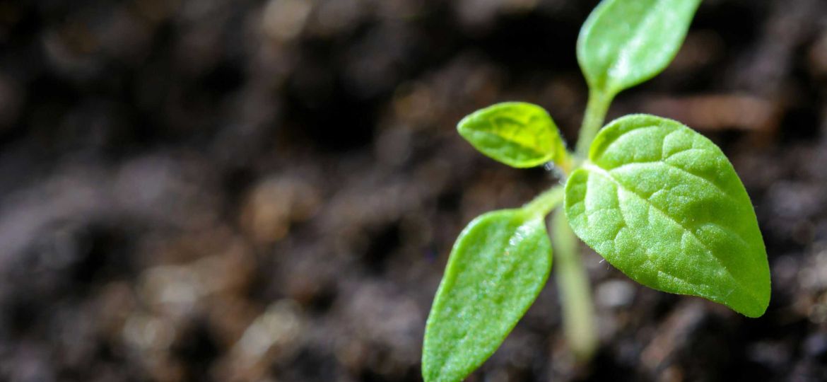 Gardening or Community Growing (pexels-asphotograpy-1002703)
