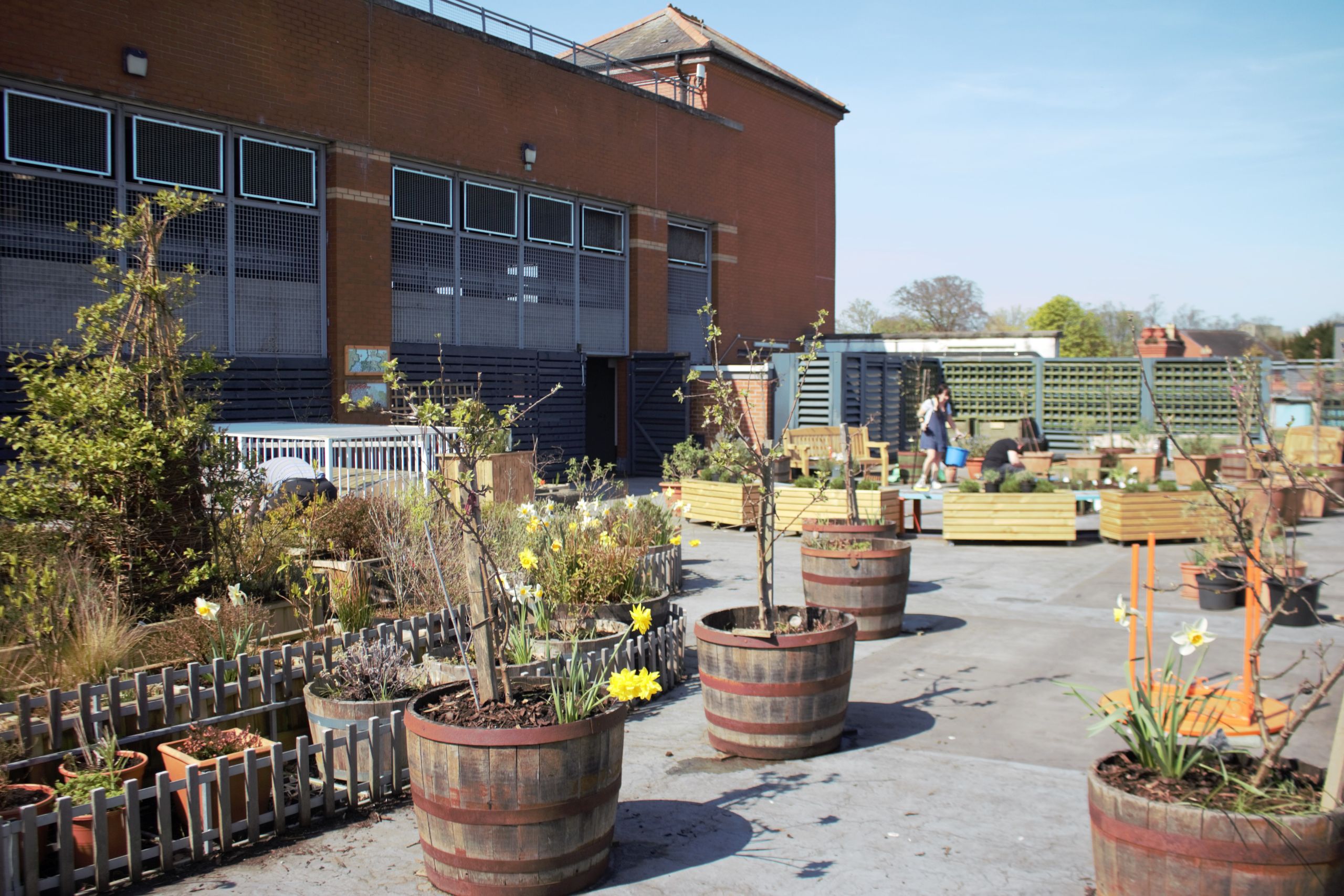 Our rooftop garden.