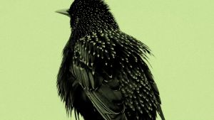 Seven Starling, 2025, Anthony Shapland.