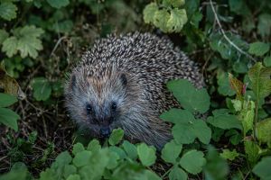 A hedgehog hiding in the undergrowth.