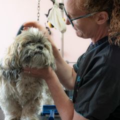 Bubbles Dog Grooming