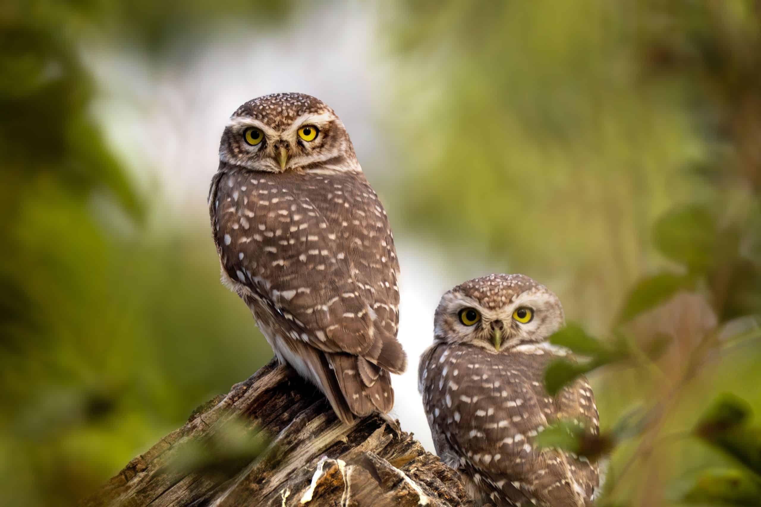 Two little owls perched on a log. Blurry green foliage can be seen in the background.
